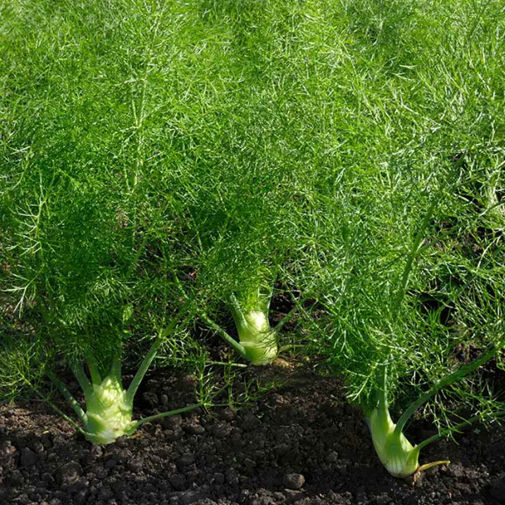 fennel4.webp Fennel™ / Fenicul dōTERRA - imagine 5