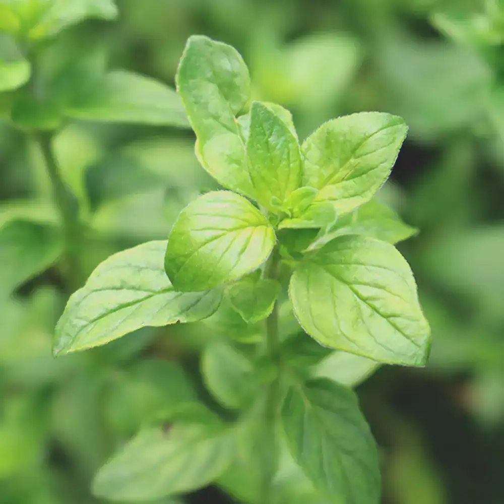 oregano5.webp Oregano™ dōTERRA - imagine 9
