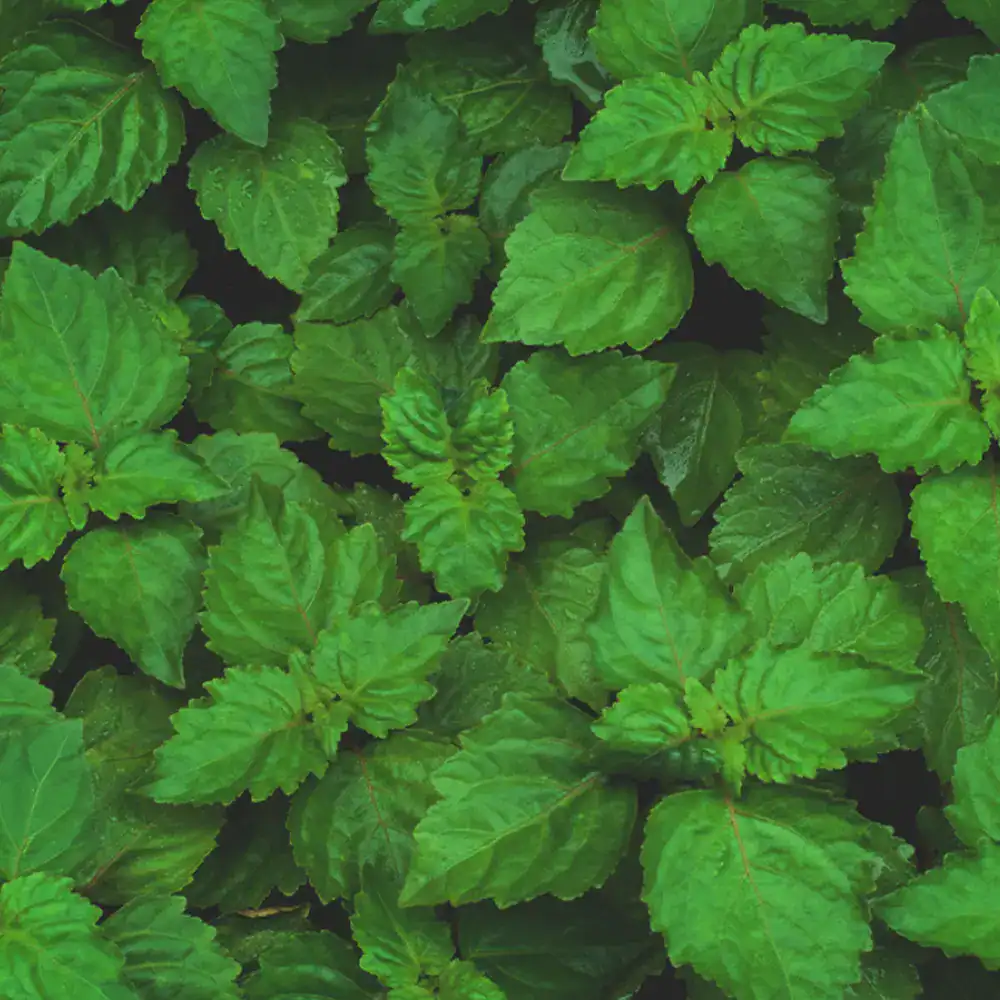 paciuli4.webp Paciuli / Patchouli™ dōTERRA - imagine 5